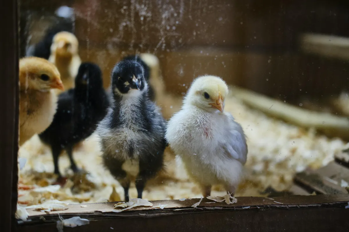 Fluffy baby chicks under a heat lamp in a brooder