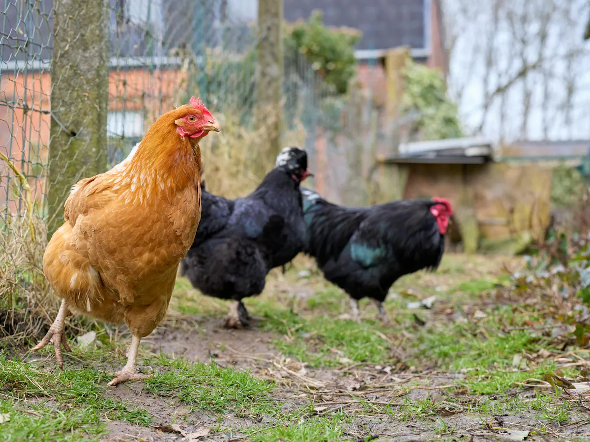 How Many Chickens Should a Beginner Start With?
