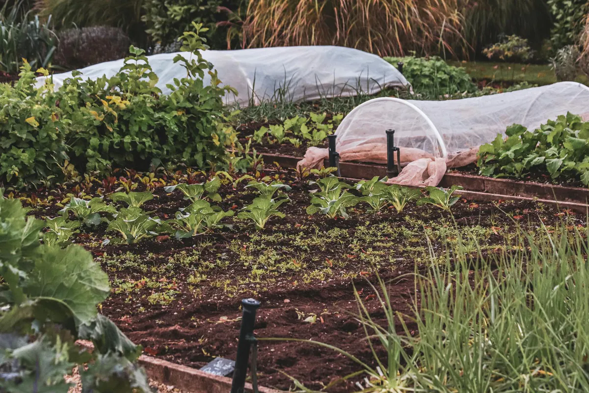 How to Plan a Backyard Food Garden From Scratch