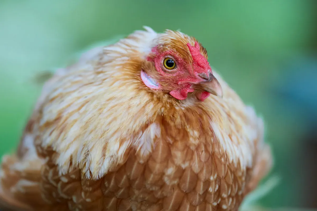 Close-up of a healthy brown laying hen