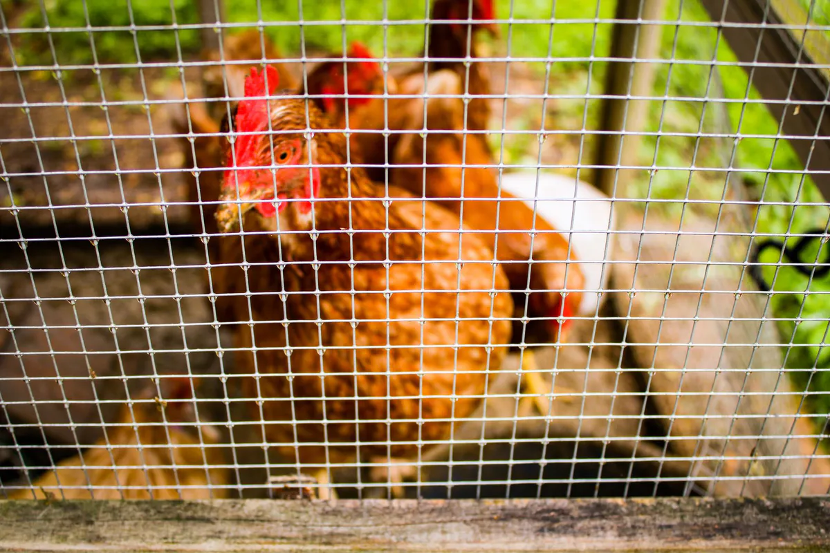 Hens looking out through tight galvanized wire mesh on the side of an enclosed coop