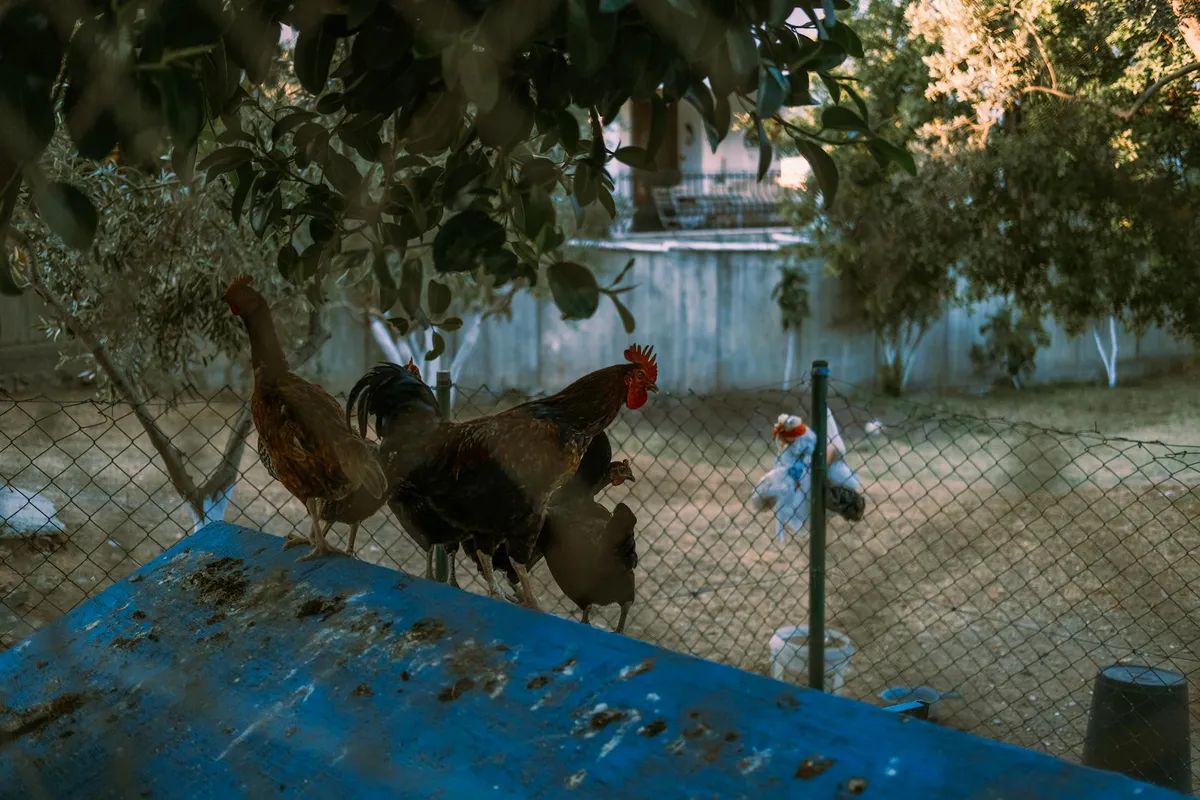 Can You Have Chickens in Town? A Regulations Guide
