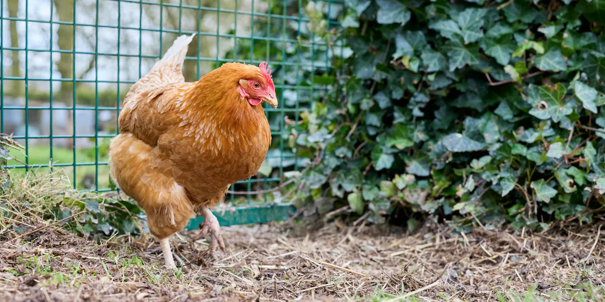 Chicken Run Ideas for Small Yards