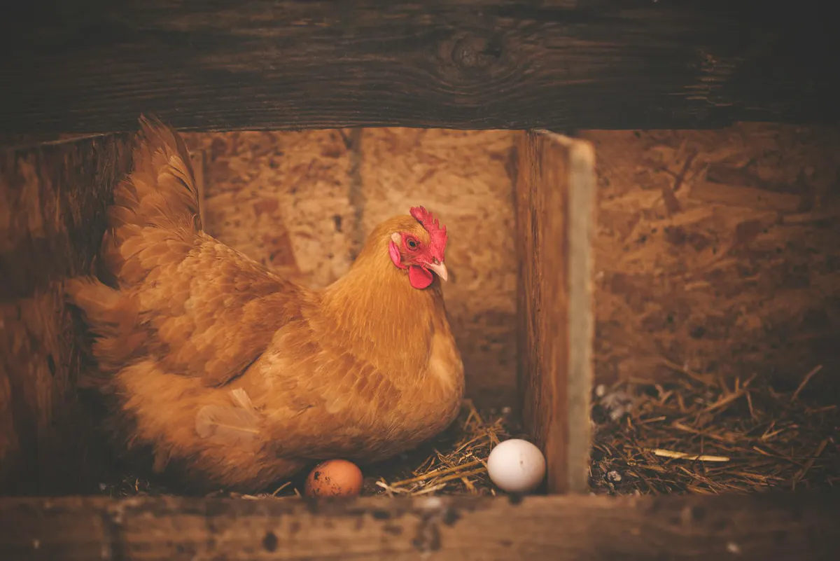 Brown hen settled in a straw-lined wooden nesting box with two eggs beside her