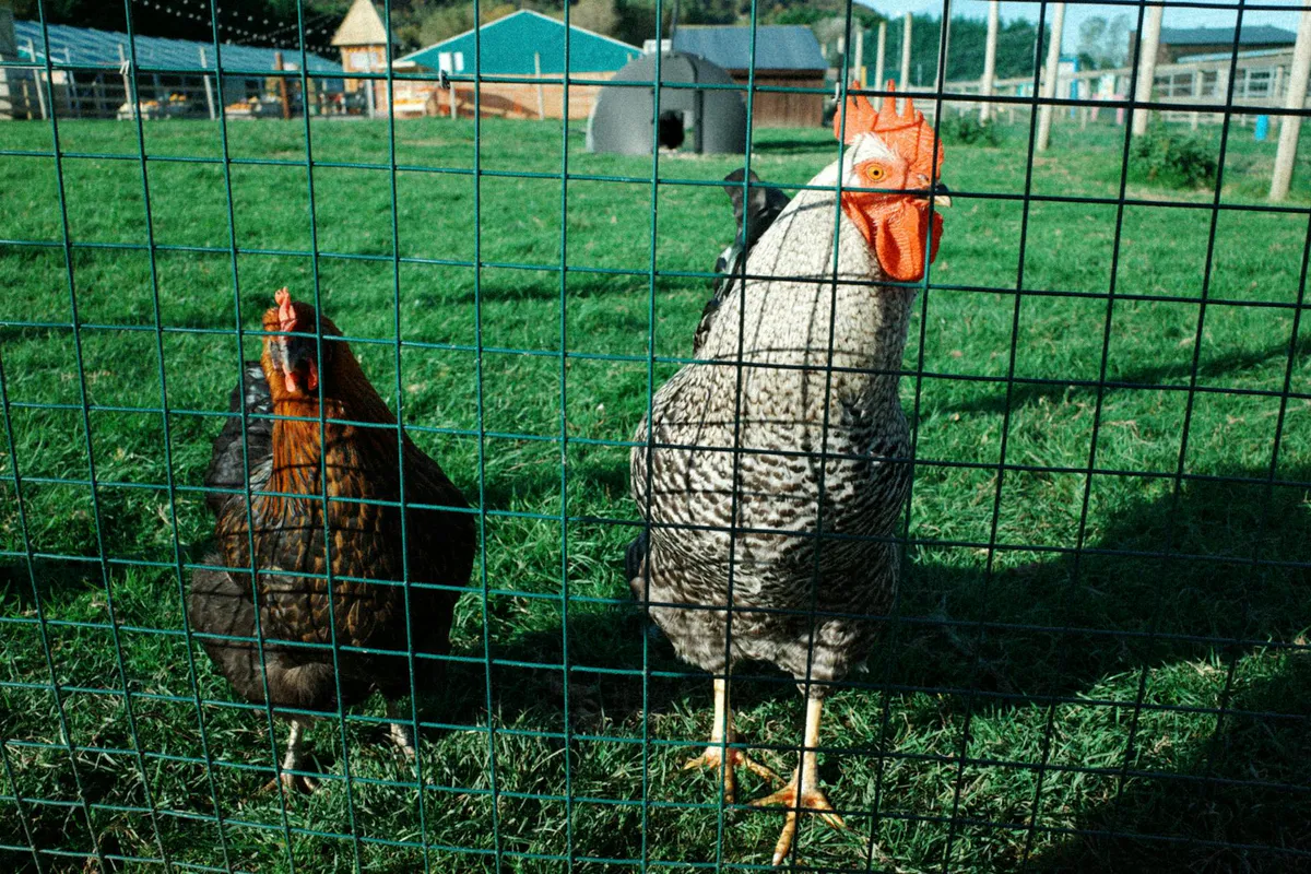 Chickens standing behind a taut wire-mesh fence panel on a run wall
