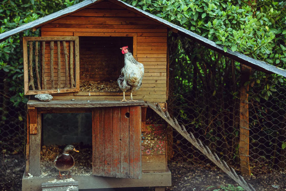 Best Chicken Coop Setup for 4 Hens