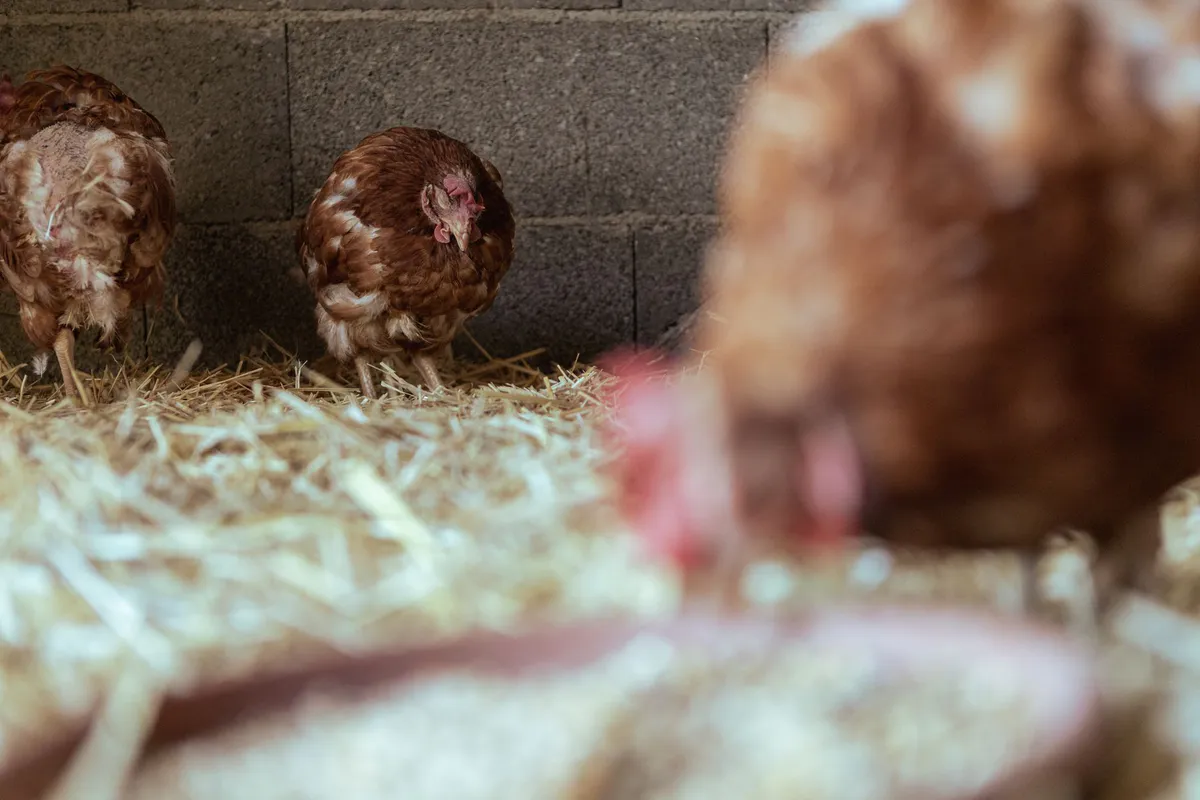 How to Use Chicken Bedding in Compost