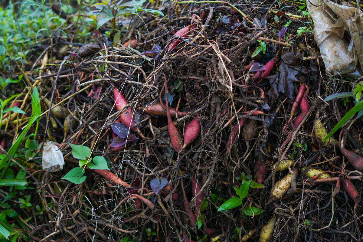 Open pile of breaking down compost showing tangled plant roots, stems, and decaying leaves