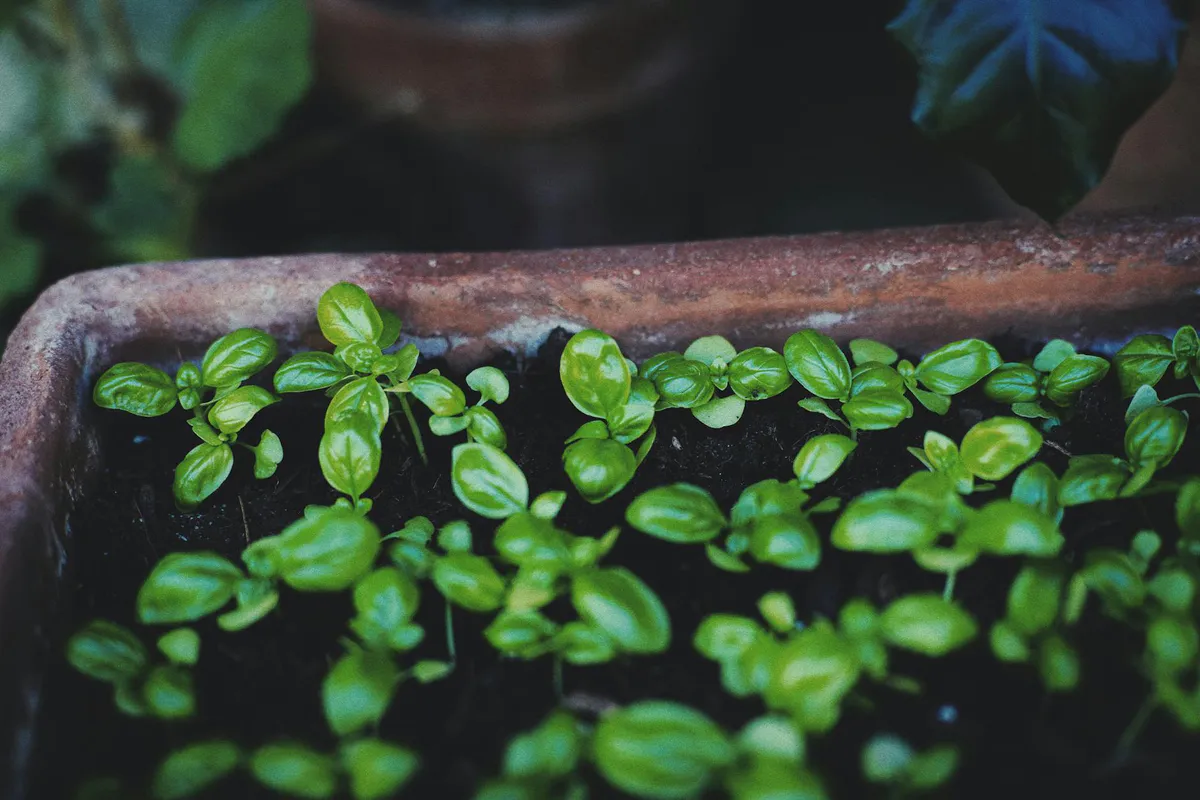 A young basil plant with bright green leaves growing in a terracotta pot