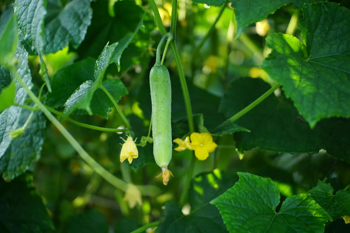 A green cucumber hanging from a vine with leaves and a yellow flower