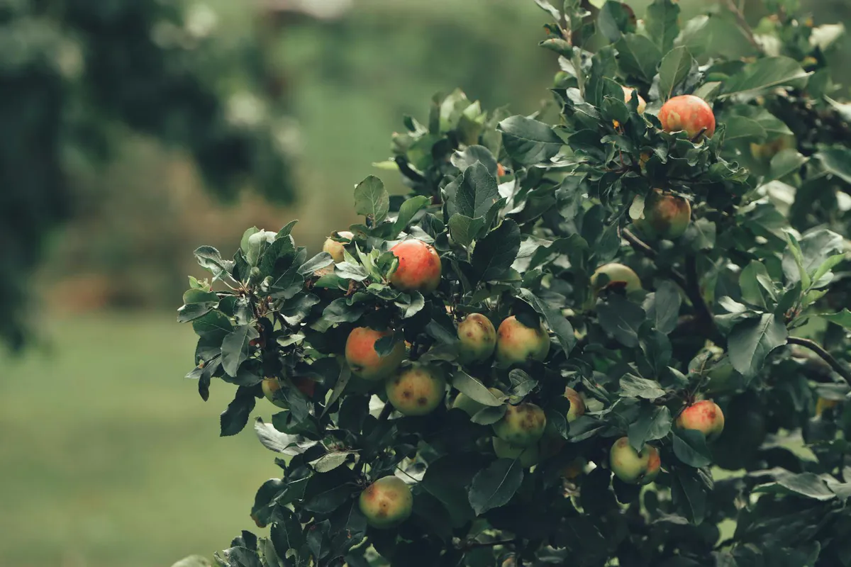 Best Fruit Trees for Small Yards