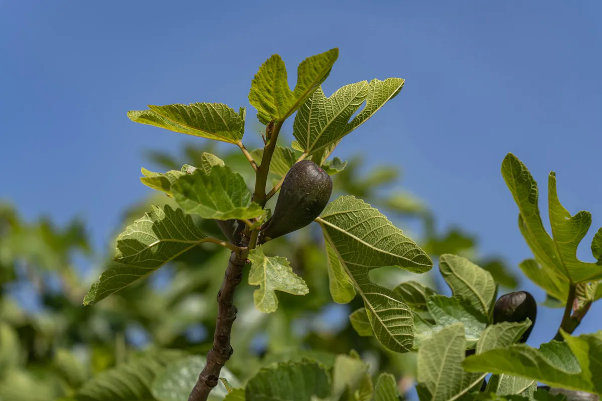 Ripe figs ripening on a fig tree branch against a blue sky