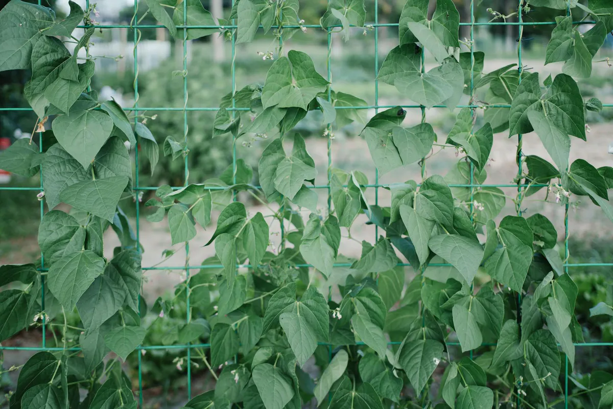 Pole bean vines climbing a tall garden trellis outdoors