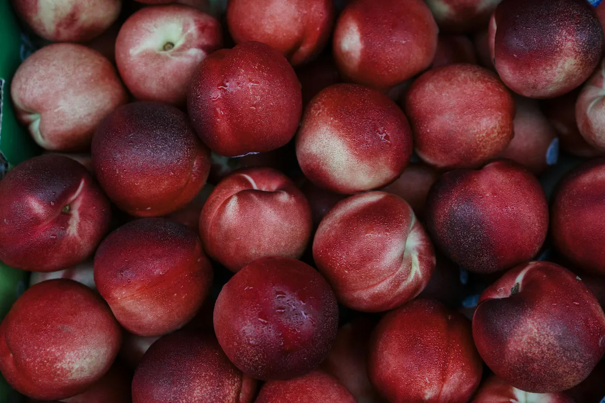 Cluster of ripe red and yellow peaches ready to pick
