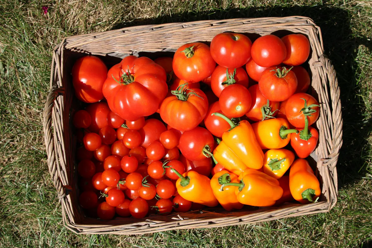 A basket of freshly picked red tomatoes and yellow bell peppers from a garden