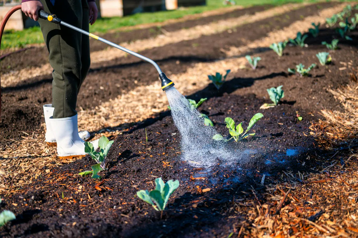 A gardener watering young plants growing in dark garden soil