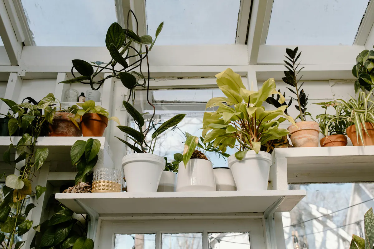 A sunlit greenhouse with a variety of potted houseplants lined up on shelves beside a window