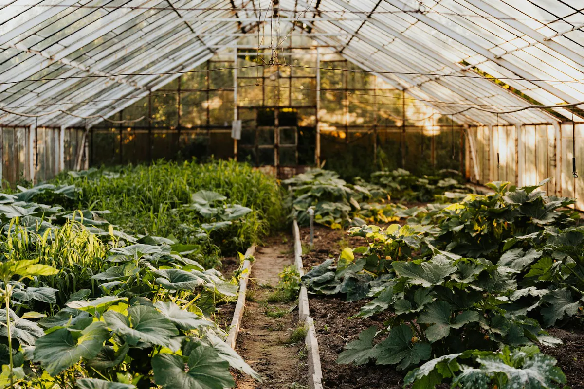 Inside a small greenhouse with leafy greens and vegetables growing in soil beds along the floor