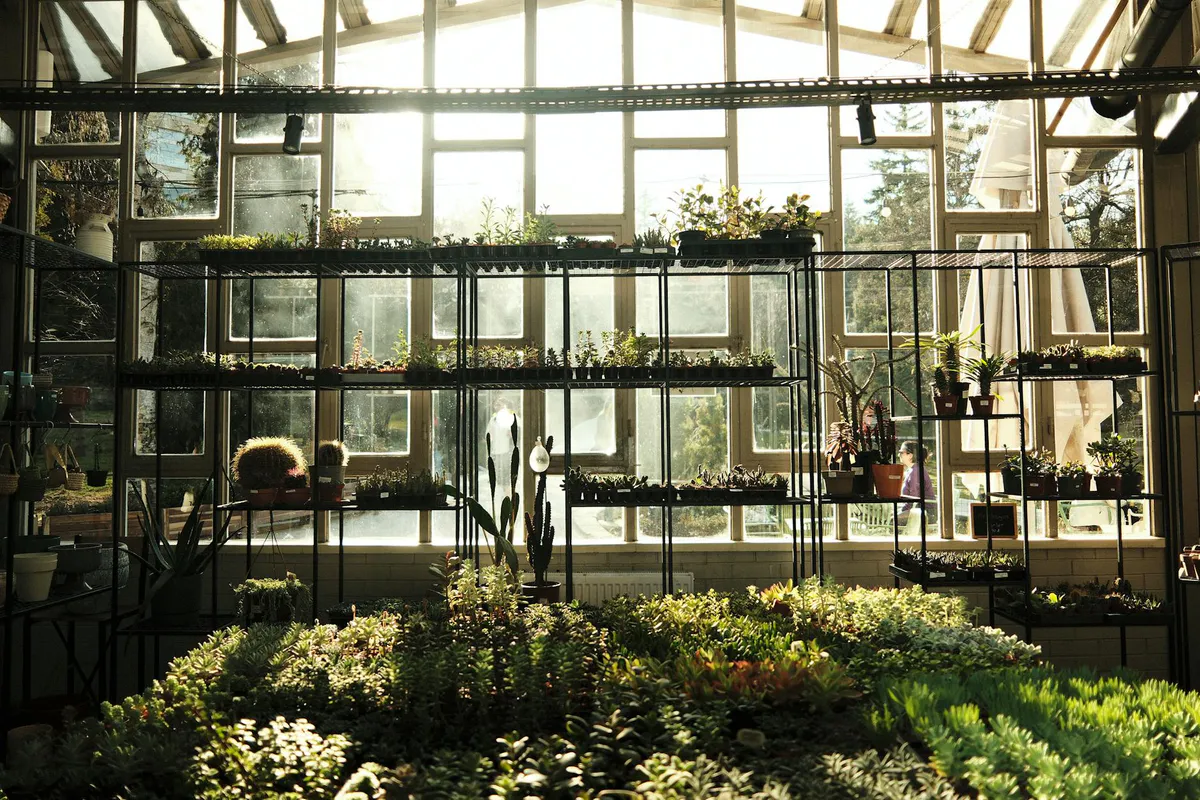 Sunlight pouring into a greenhouse filled with plants and succulents arranged on metal shelves