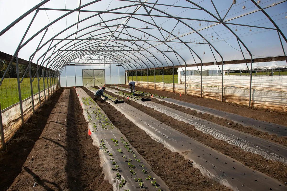 Two people planting seedlings inside a plastic-covered hoop house high tunnel on a sunny day