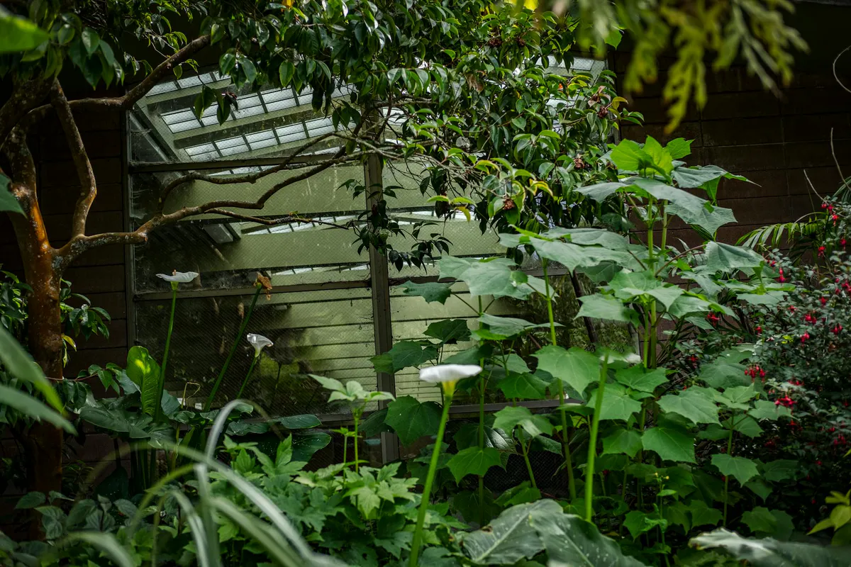 Lean-To Greenhouse vs Freestanding: Which is Better?