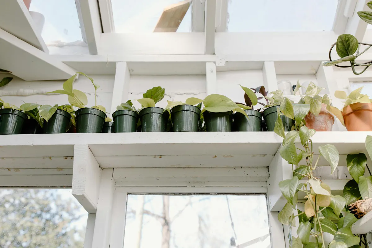 A bright greenhouse interior with potted plants neatly arranged on white tiered shelves