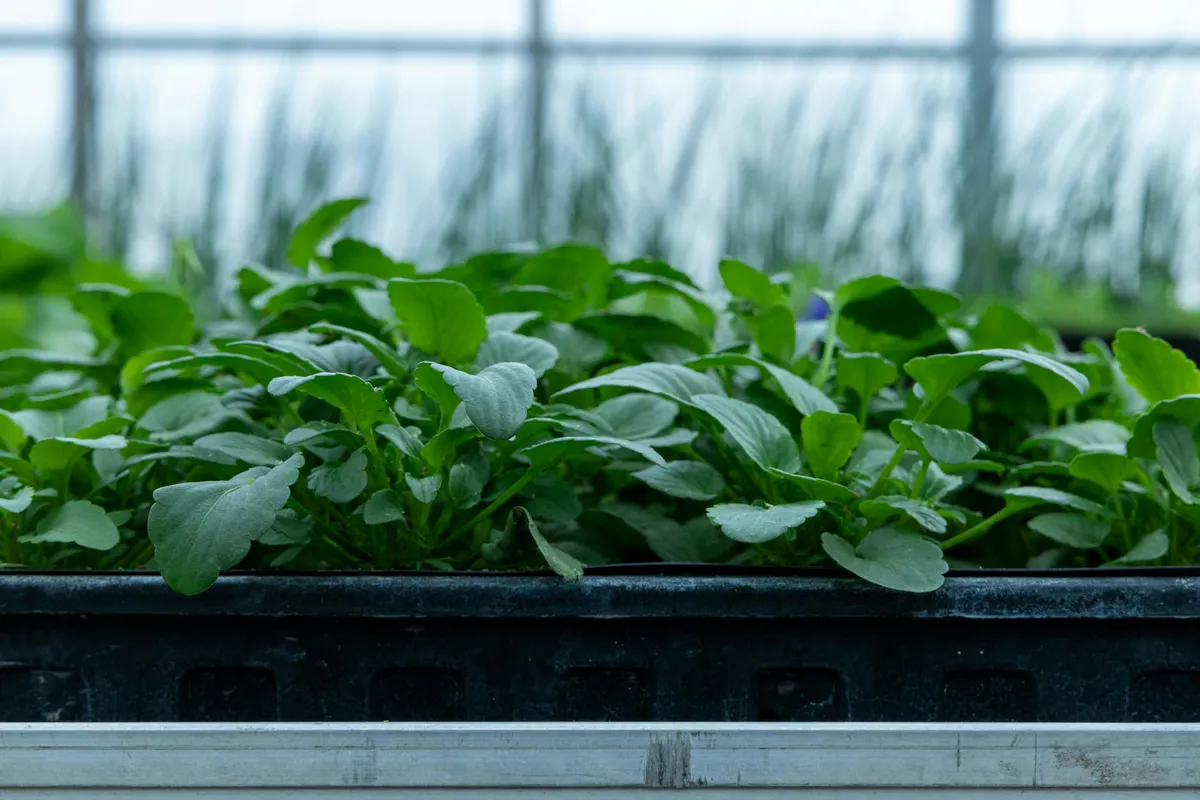 Close-up of young green seedlings sprouting in a black cell tray inside a greenhouse