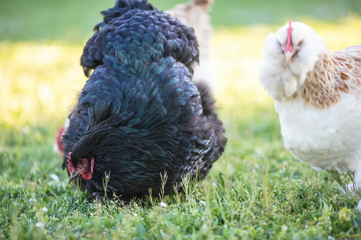 A small flock of backyard hens foraging on green grass