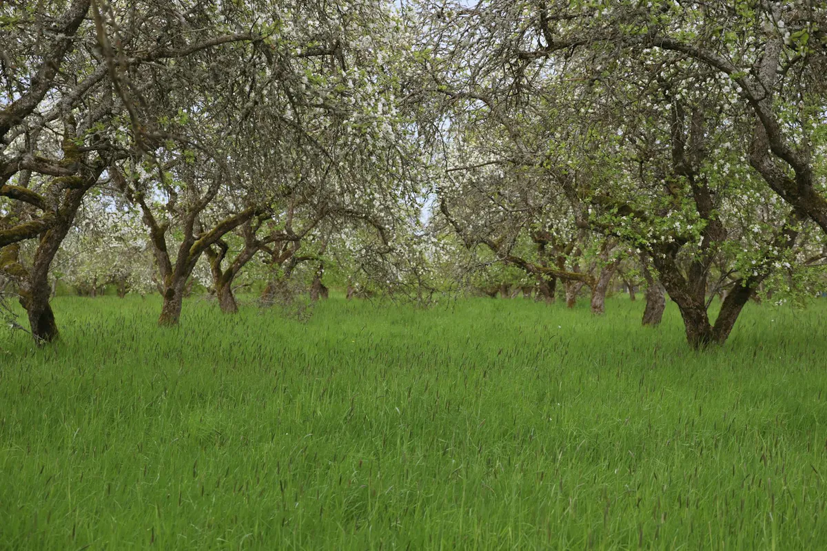 How to Plan a Small Backyard Orchard
