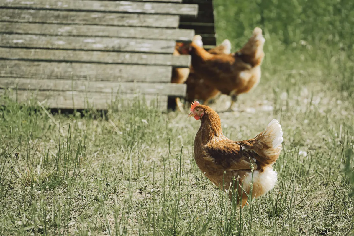 A small flock of hens scratching and foraging across a sunny patch of backyard grass