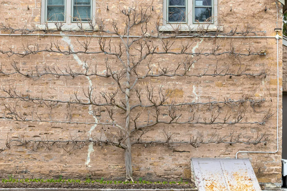 A fruit tree trained flat against a brick wall in the espalier style