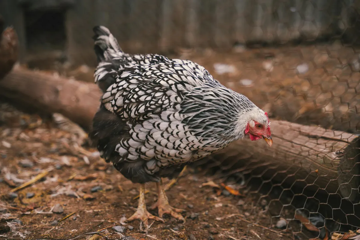 A hen standing just inside the wire mesh wall of a backyard chicken coop