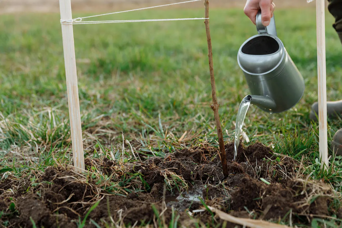 A person watering a newly planted young tree with a metal watering can