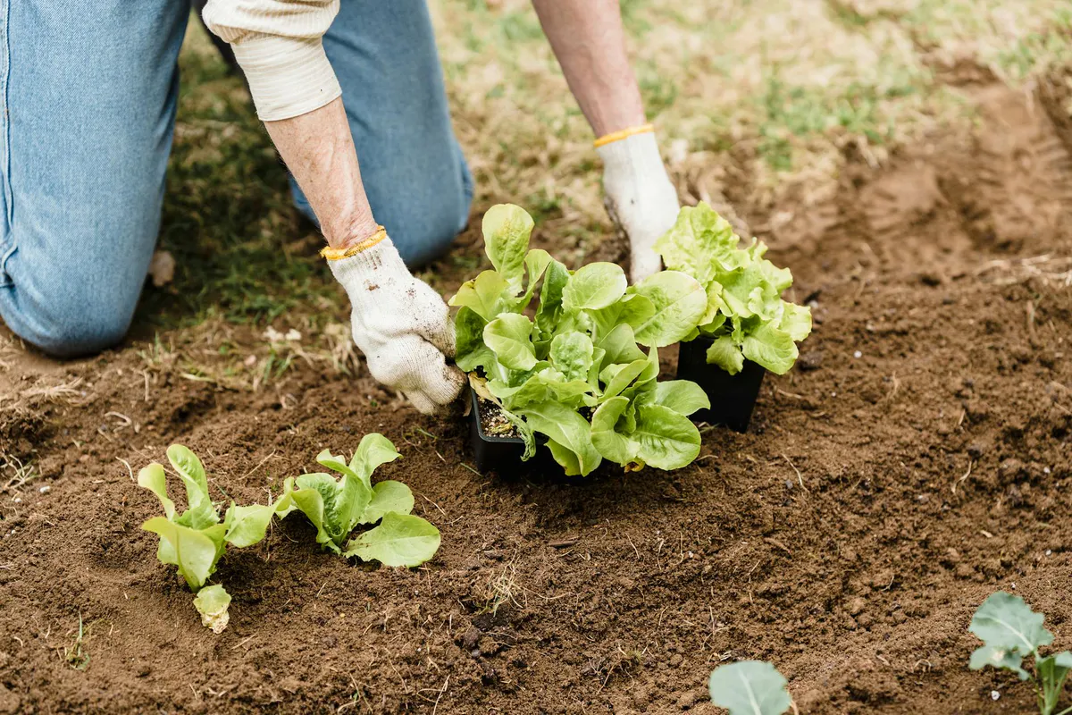 A gardener setting lettuce seedlings into prepared garden soil