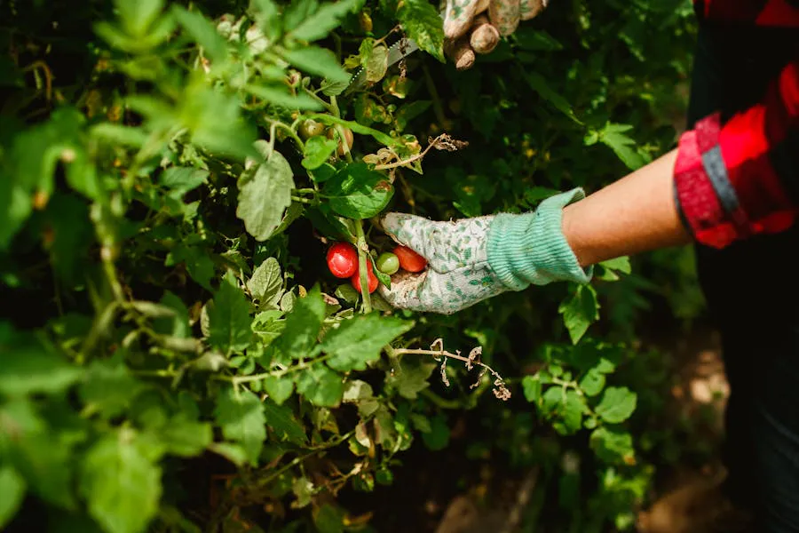 Ripe red tomatoes ripening on the vine in a home garden bed